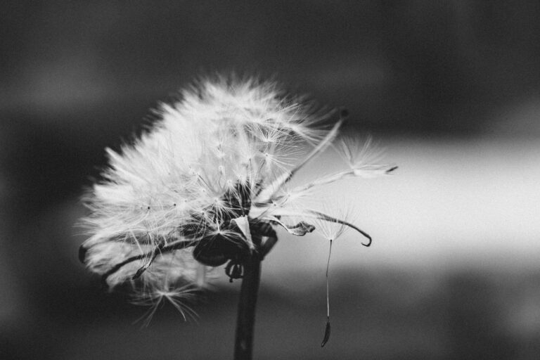Fleur de Pissenlit au vent noir et blanc